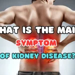 What are the Diseases and Symptoms of Kidney